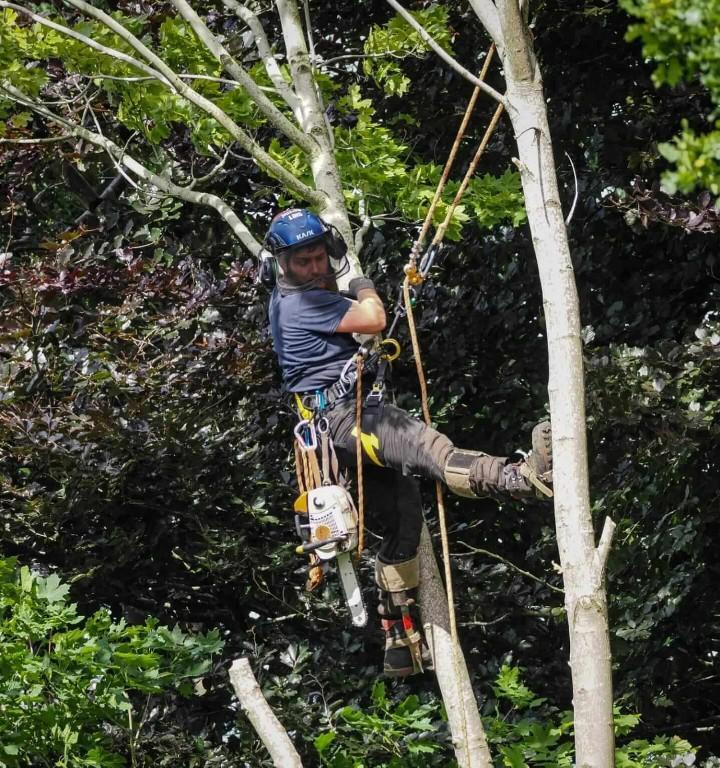 Calder Tree Services Limited in United Kingdom - Image 4