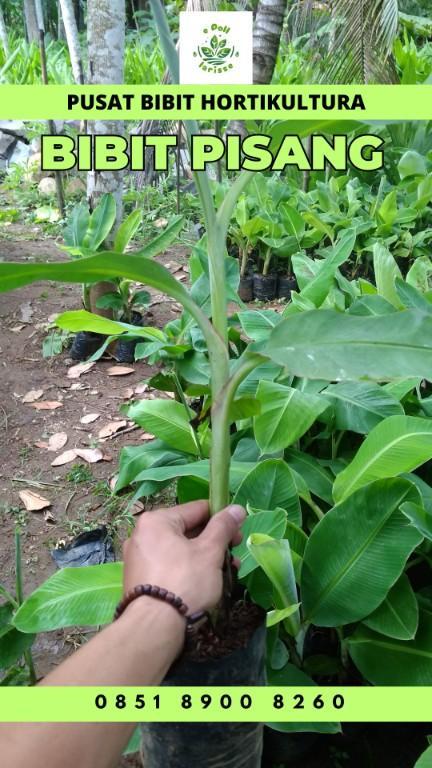 0851 8900 8260 (Tsel) Jual Bibit Pisang Raja Bulu in Indonesia - Image 2