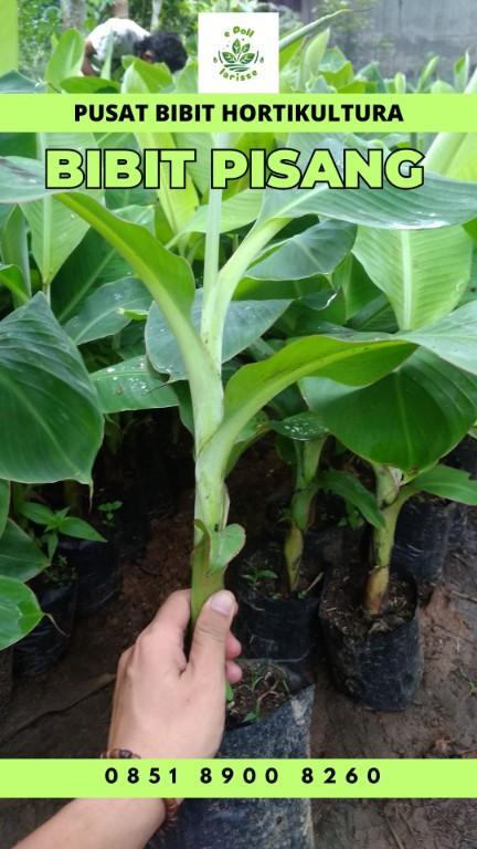 0851 8900 8260 (Tsel) Jual Bibit Pisang Raja Bulu in Indonesia - Image 4