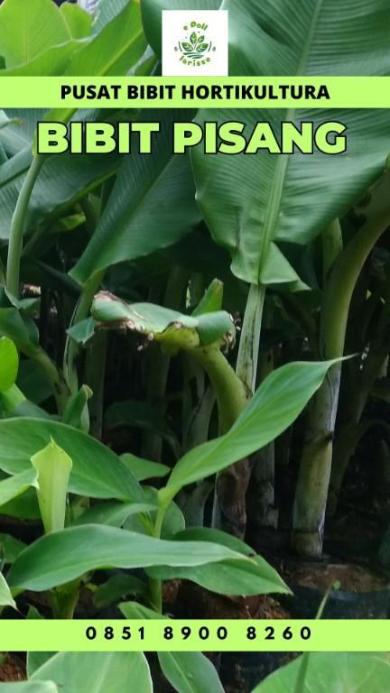 0851 8900 8260 (Tsel) Jual Bibit Pisang Raja Bulu in Indonesia - Image 5