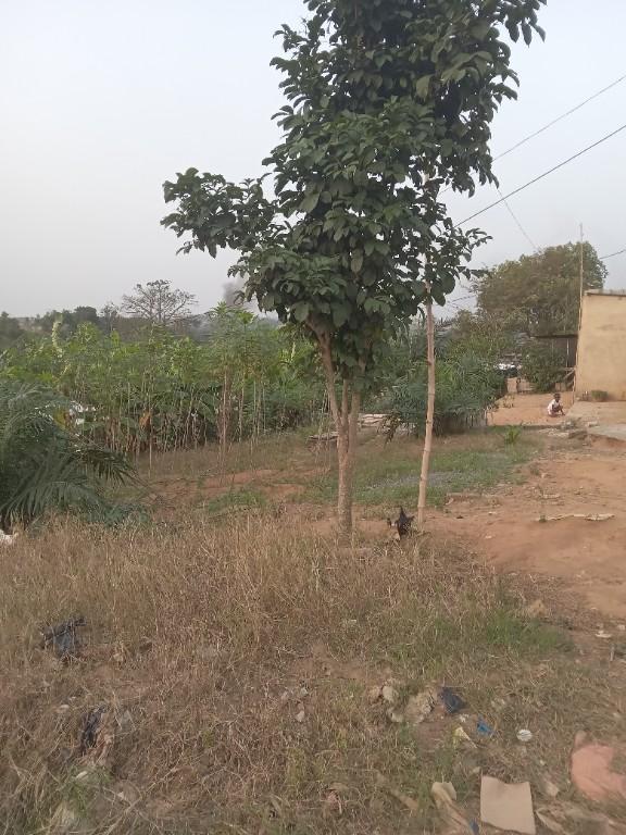 Vente 3 pieces plus terrain en Côte d’Ivoire - Photo 2