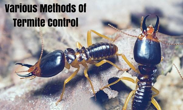 Effective Termite Control Services in Noida – Call for Quick Rel in Paharganj - Image 1