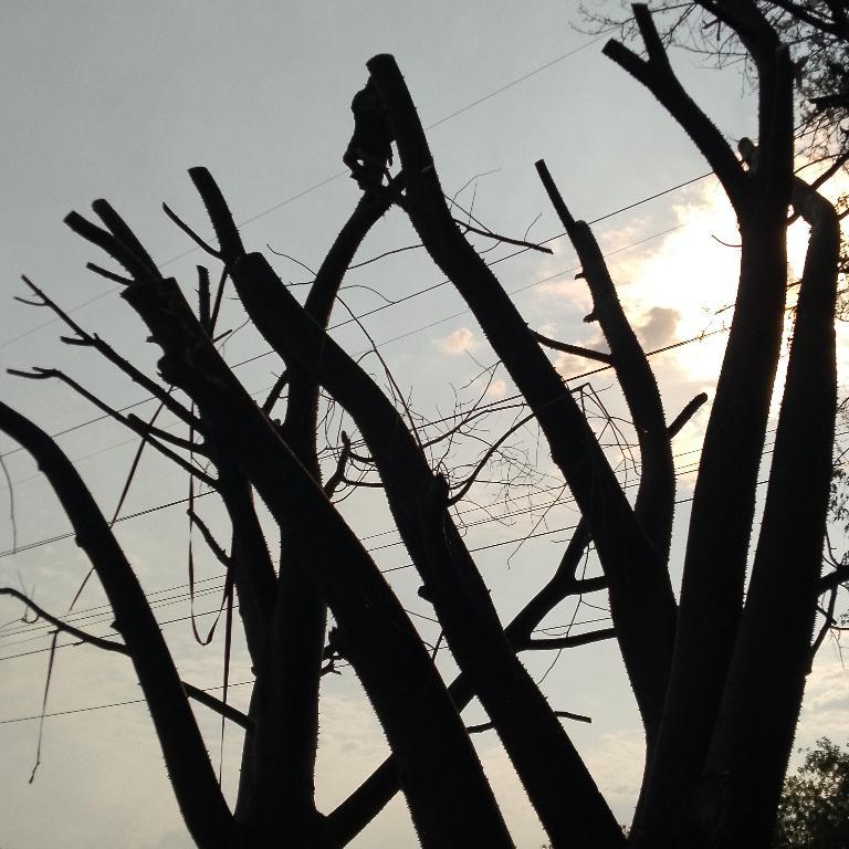 Tree feeling and lnstant lawn in Randburg - Image 2