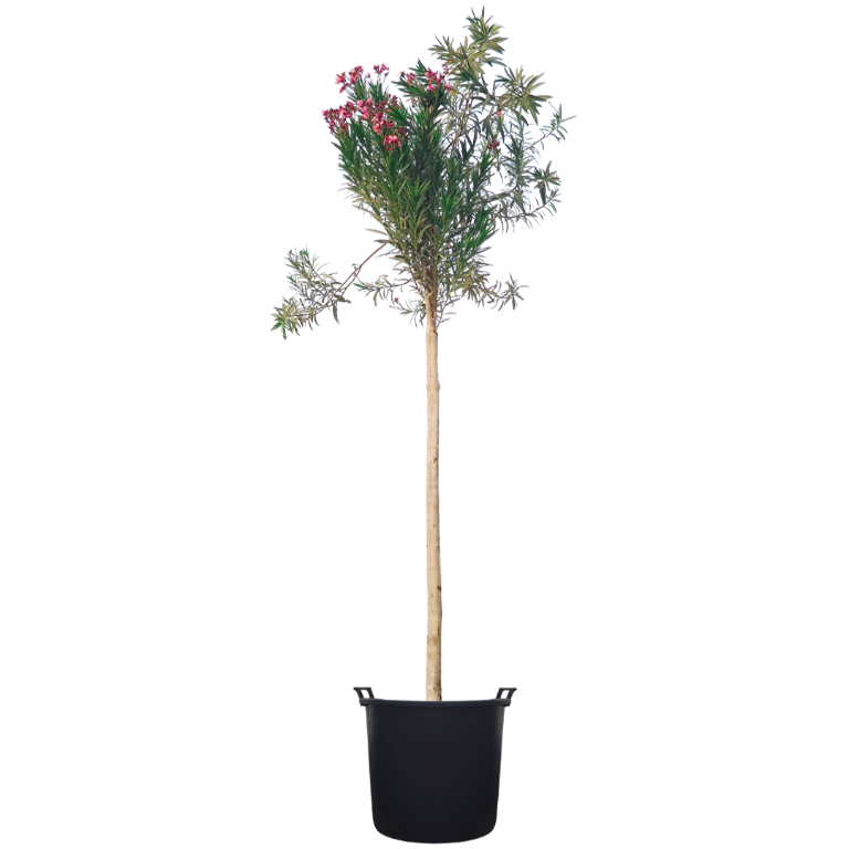 Al Qalamoon Nurseries in Ajman - Image 10