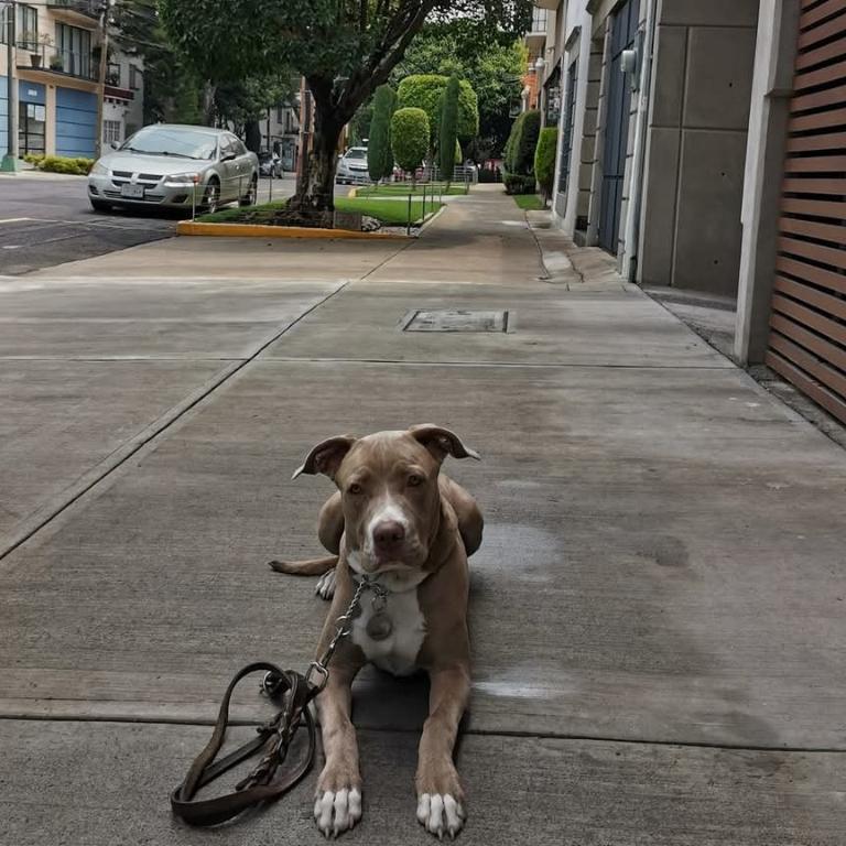 ADIESTRAMIENTO CANINO PROFESIONAL HAYAKU en Ciudad de México (CDMX) - Imagen 3