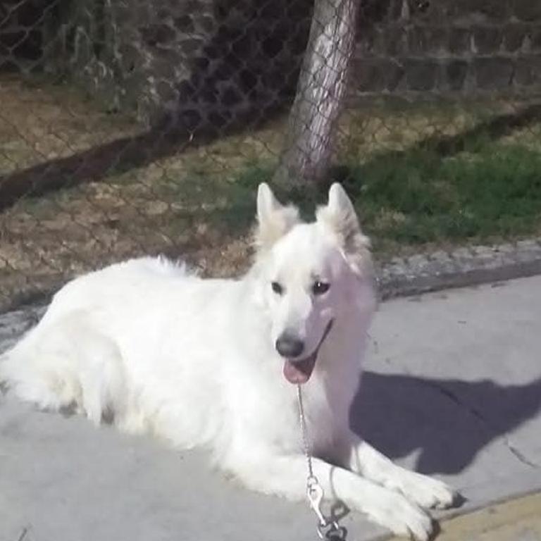 ADIESTRAMIENTO CANINO PROFESIONAL HAYAKU en Ciudad de México (CDMX) - Imagen 4