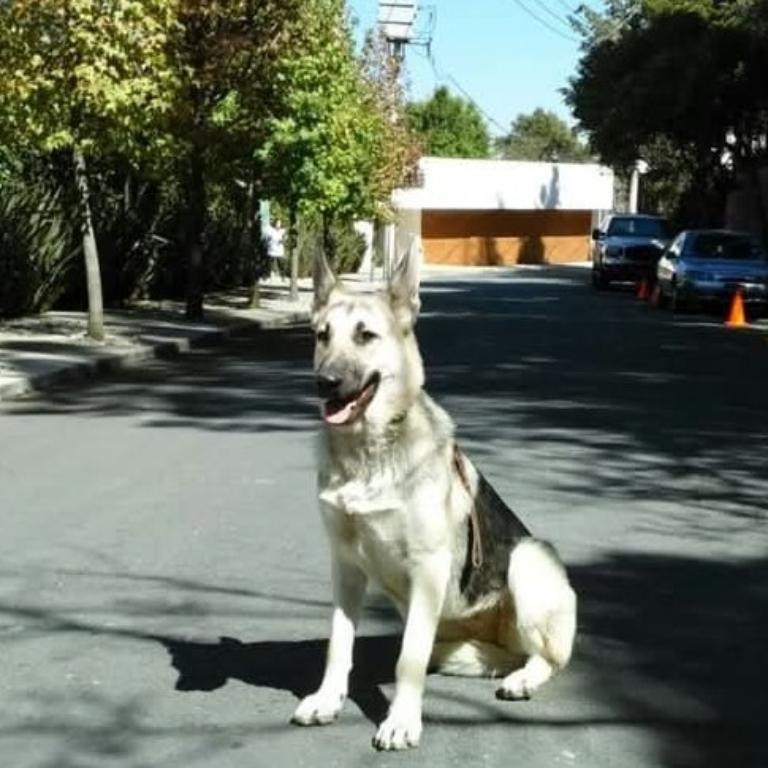 ADIESTRAMIENTO CANINO PROFESIONAL HAYAKU en Ciudad de México (CDMX) - Imagen 6