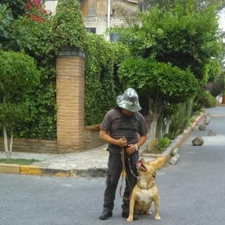 ADIESTRAMIENTO CANINO en Iztapalapa - Imagen 3