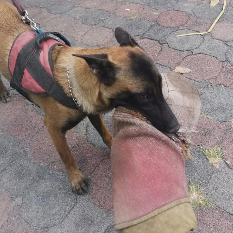 ADIESTRAMIENTO CANINO en Iztapalapa - Imagen 4
