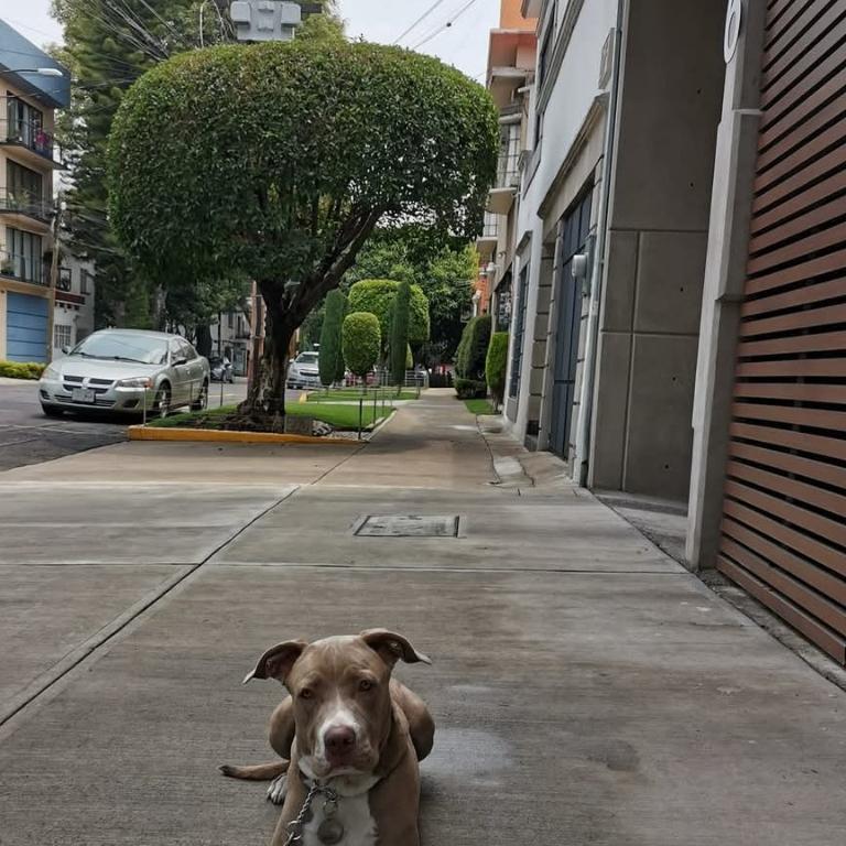 ADIESTRAMIENTO CANINO en Iztapalapa - Imagen 5