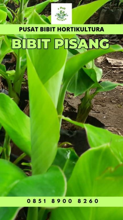 0851 8900 8260 (Tsel) Jual Bibit Pisang Raja Jogja in Indonesia - Image 1