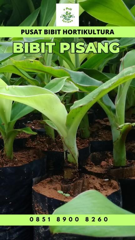 0851 8900 8260 (Tsel) Jual Bibit Pisang Raja Jogja in Indonesia - Image 3