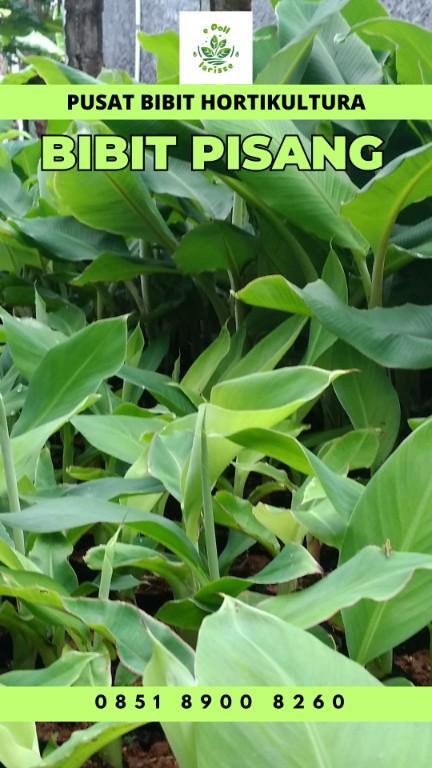 0851 8900 8260 (Tsel) Jual Bibit Pisang Raja Jogja in Indonesia - Image 5