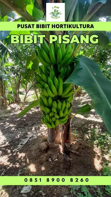 0851 8900 8260 (Tsel) Jual Bibit Pisang Raja Jogja in Indonesia - Image 6