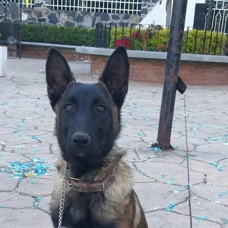 ADIESTRAMIENTO CANINO en Azcapotzalco - Imagen 2