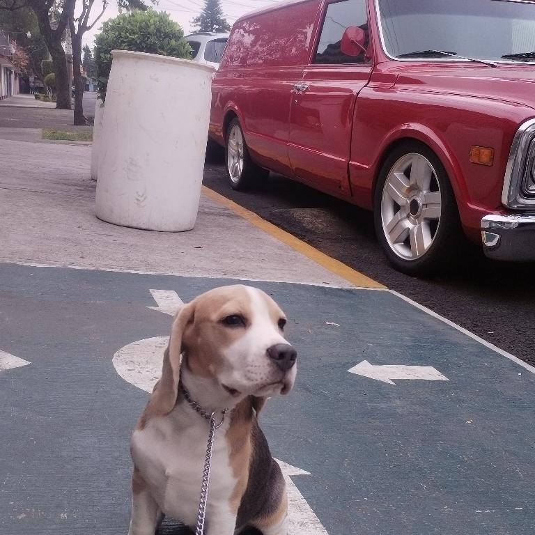 ADIESTRAMIENTO CANINO en Azcapotzalco - Imagen 4