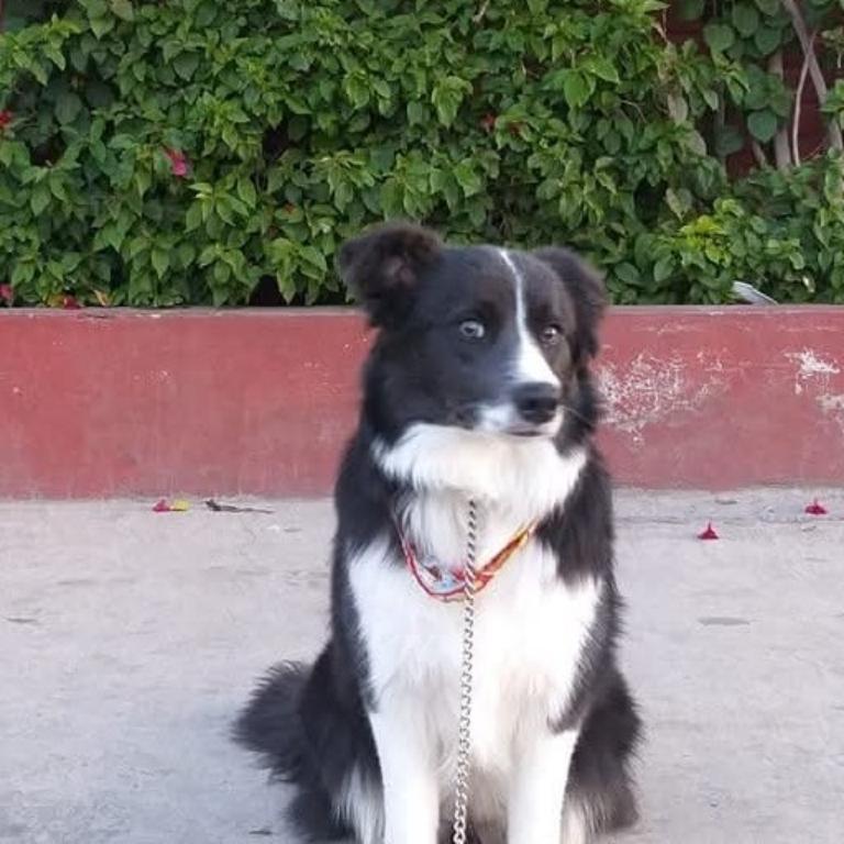 ADIESTRAMIENTO CANINO en Azcapotzalco - Imagen 6