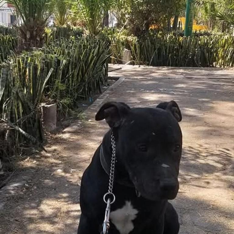 ADIESTRAMIENTO CANINO en Azcapotzalco - Imagen 7