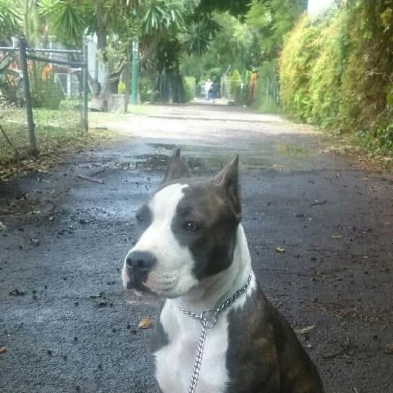 ADIESTRAMIENTO CANINO en Azcapotzalco - Imagen 2