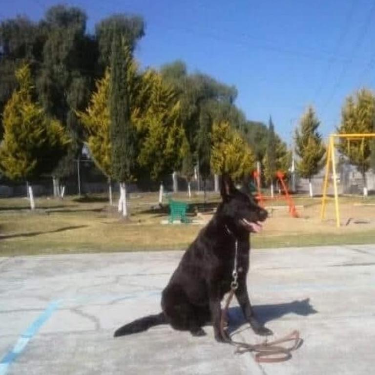ADIESTRAMIENTO CANINO en Azcapotzalco - Imagen 4