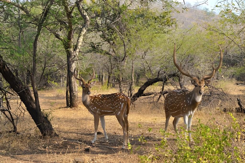 Golden Triangle Tour With Ranthambore in India - Image 2