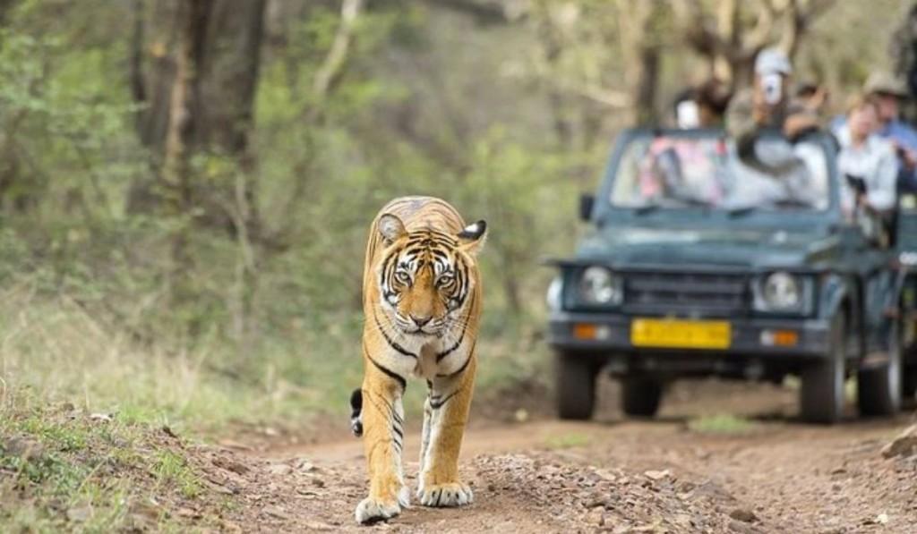 Golden Triangle Tour With Ranthambore in India - Image 3