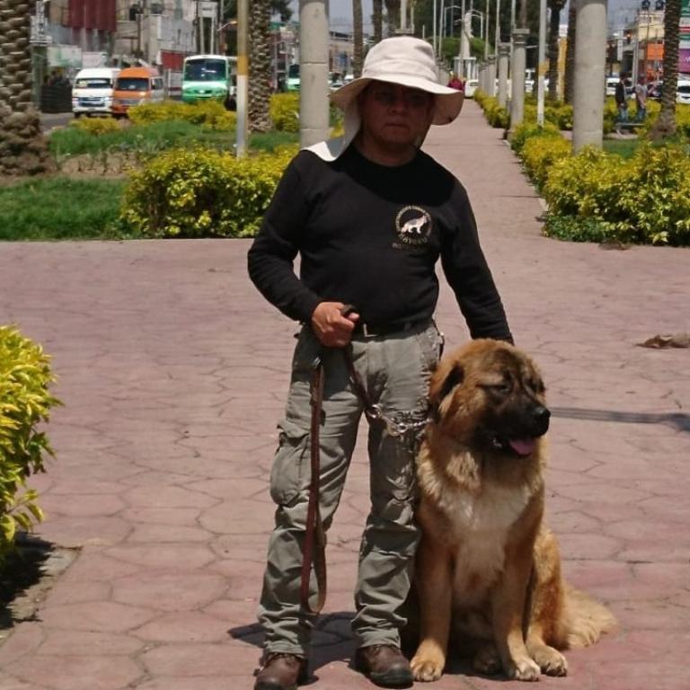 ADIESTRAMIENTO CANINO en CDMX en México - Imagen 1