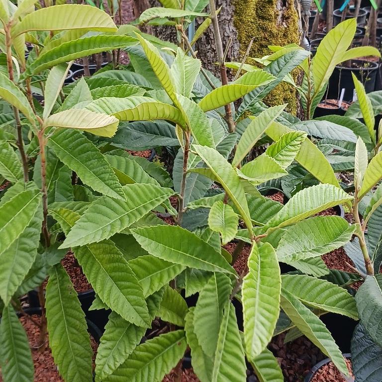 Loquat trees on special in Gresham - Image 1
