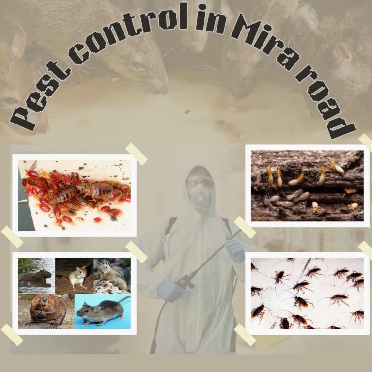Need help with Pest Control In Mira Road in India - Image 1