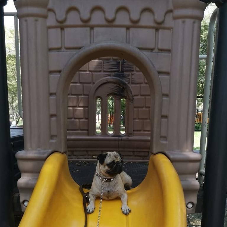 ADIESTRAMIENTO CANINO PROFESIONAL HAYAKU en Azcapotzalco - Imagen 2