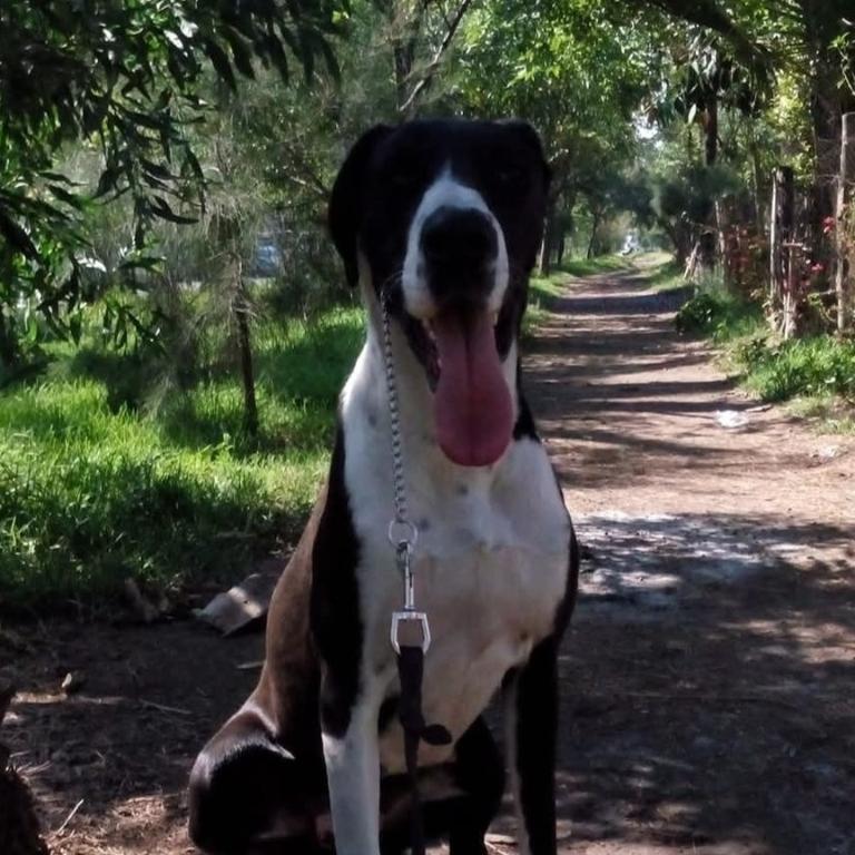 ADIESTRAMIENTO CANINO PROFESIONAL HAYAKU en Azcapotzalco - Imagen 6