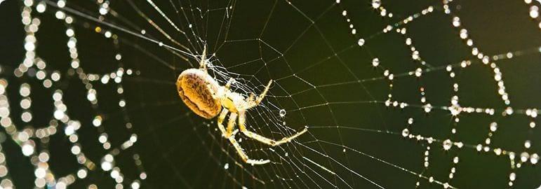 Kind Pest Control in Raleigh - Image 2