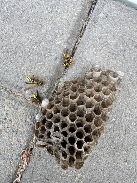 ECO SAFE PEST CONTROL PERTH in Clarkson - Image 5