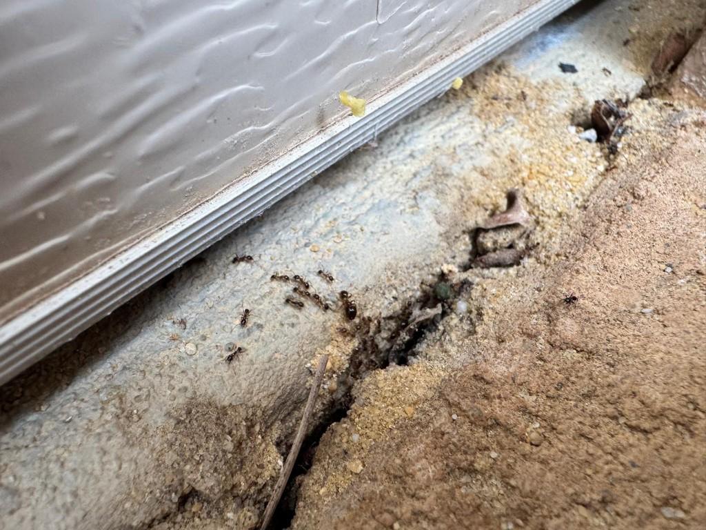 ECO SAFE PEST CONTROL PERTH in Clarkson - Image 7
