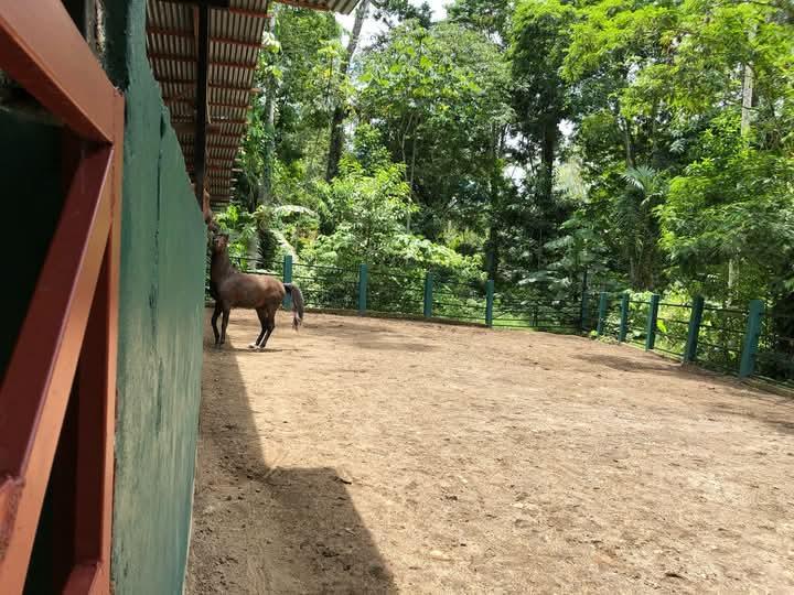 BELLÍSIMA PROPIEDAD EN COCLES, LIMÓN, COSTA RICA. en Limón - Imagen 8