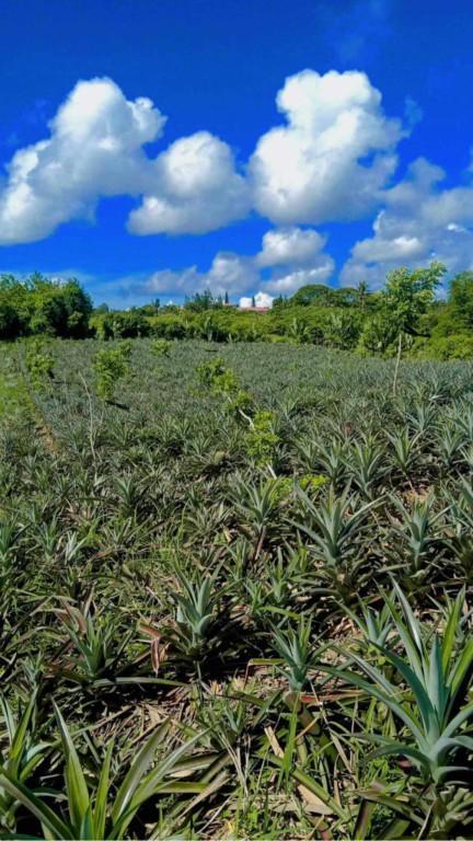 LOT AND FARM FOR SALE in Philippines - Image 1