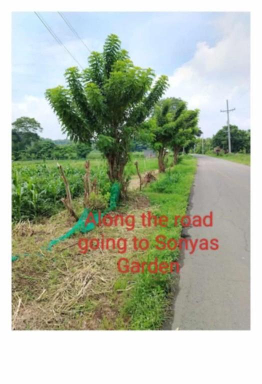FARM AND LOT FOR SALE in General Emilio Aguinaldo - Image 2