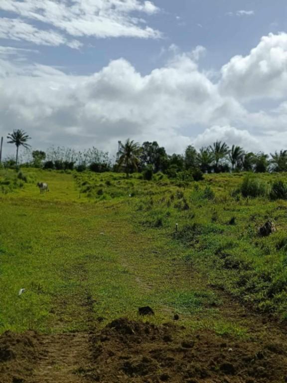 FARM AND LOT FOR SALE in General Emilio Aguinaldo - Image 3
