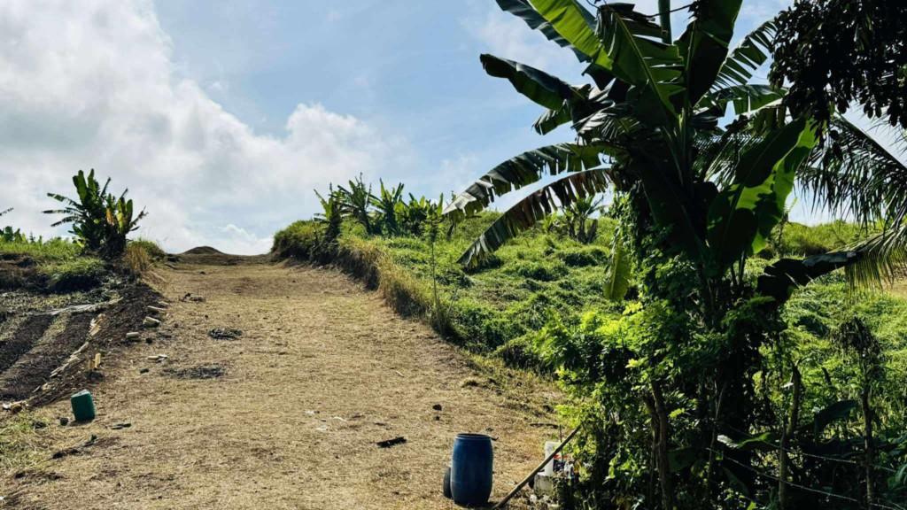 FARM AND LOT FOR SALE in General Emilio Aguinaldo - Image 5