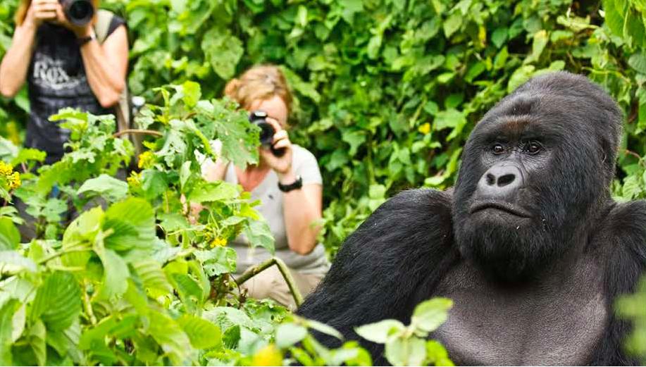 Holiday planner in Kigali Rwanda | Blueberry Travel Rwanda in Chhindwāra - Image 1