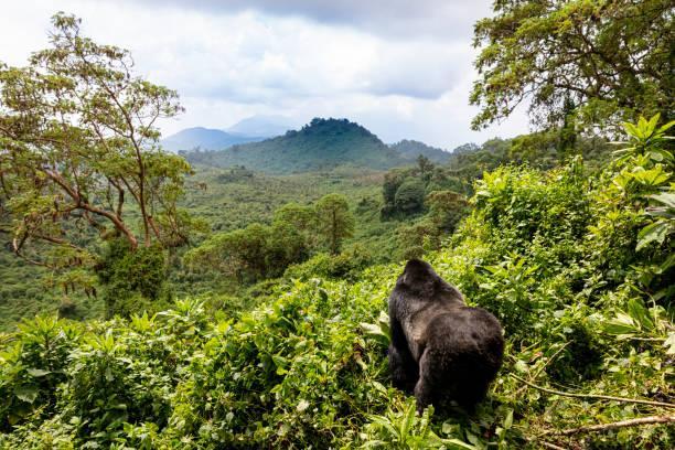 Affordable flights from Rwanda | Blueberry Travel Rwanda in India - Image 1