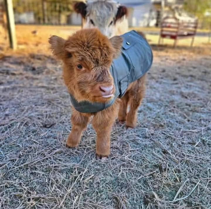 Purebred Highland Heifer – Calm Temperament in Australia - Image 2