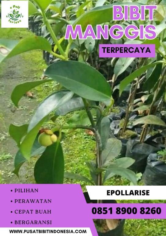 0851.8900.8260 (tsel) ePollarise Bibit Manggis Kaligesing, Bibit in Indonesia - Image 3