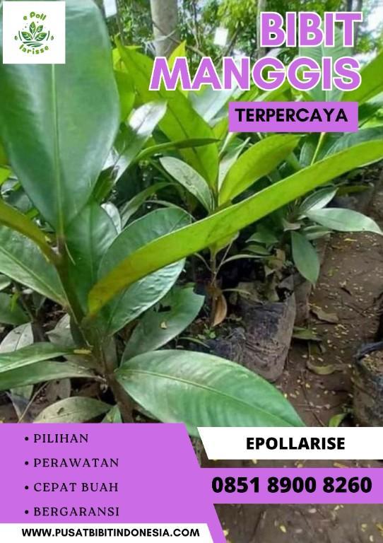 0851.8900.8260 (tsel) ePollarise Bibit Manggis Kaligesing, Bibit in Indonesia - Image 1