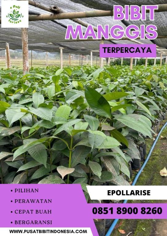 0851.8900.8260 (tsel) ePollarise Bibit Manggis Kaligesing, Bibit in Indonesia - Image 2