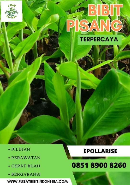 0851 8900 8260 (Tsel) Jual Bibit Pisang Kepok Tanjung in Indonesia - Image 3