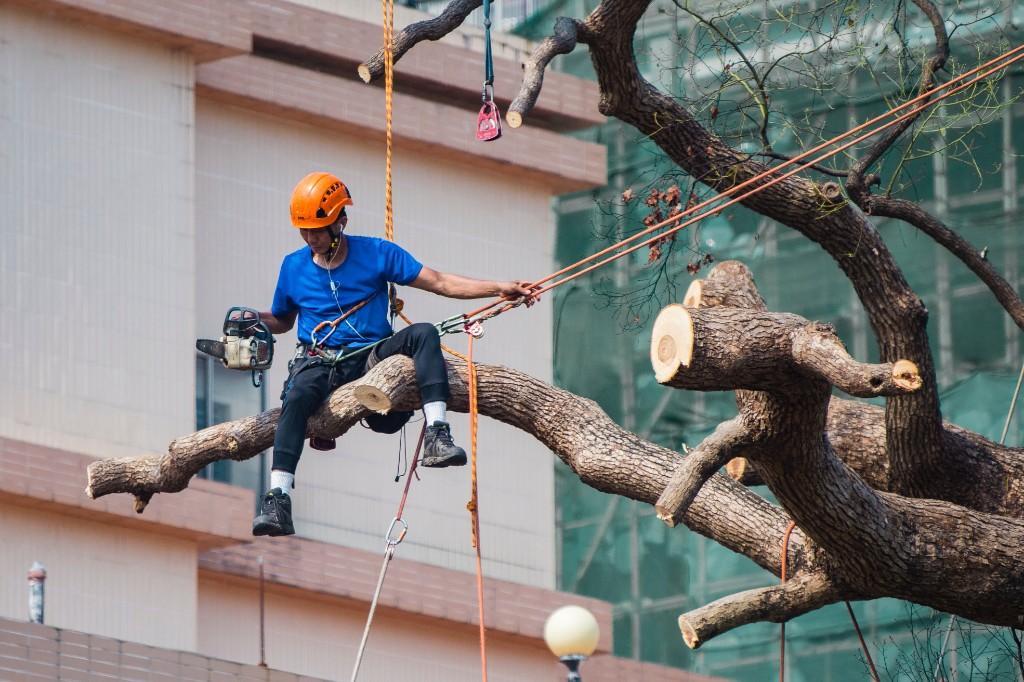 Local Tree Felling Service Near me in Randburg - Image 1