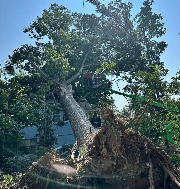 Local Tree Felling Service Near me in Randburg - Image 3