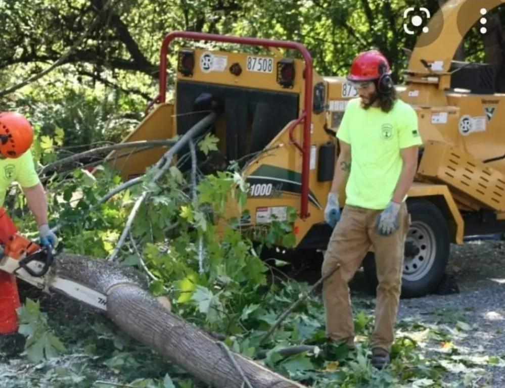 Local Tree Felling Service Near me in Randburg - Image 7