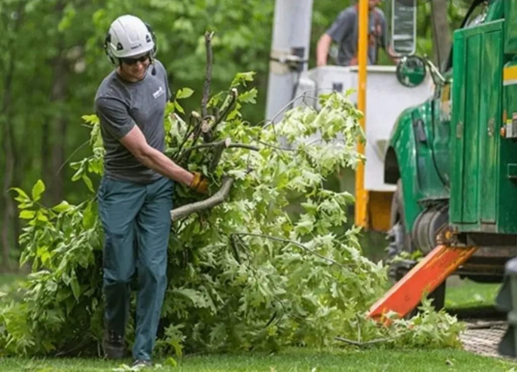 Local Tree Felling Service Near me in Randburg - Image 8
